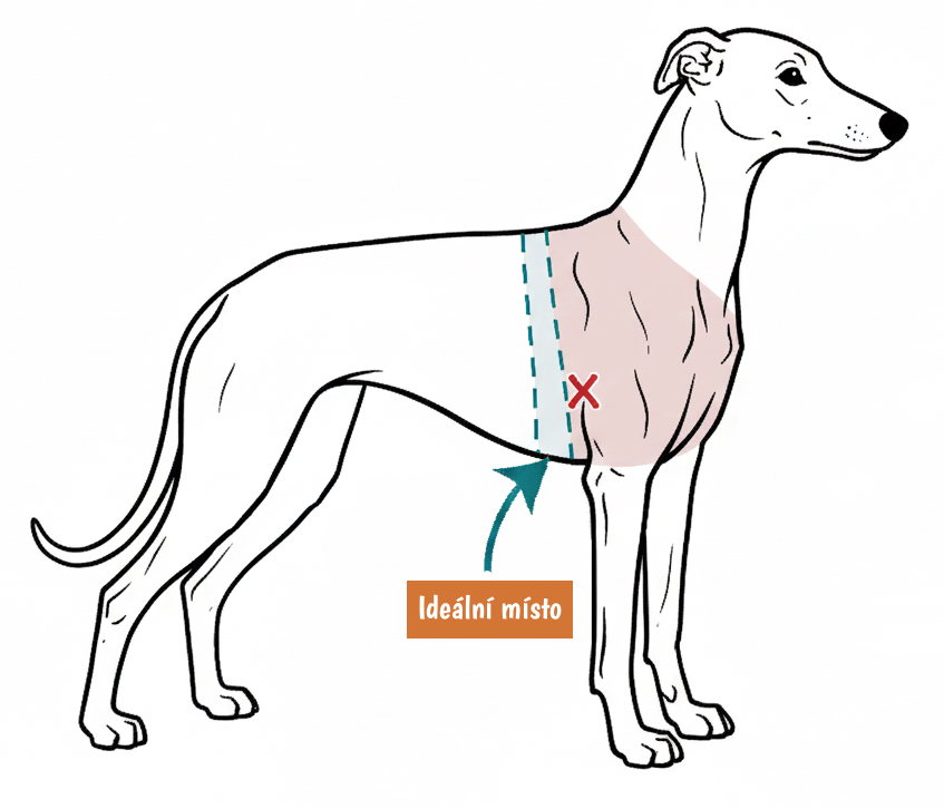 Jak změřit hrudník pro chrta