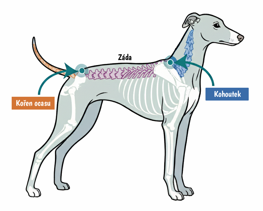Jak změřit chrta v kohoutku