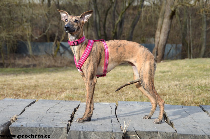 Náhled  Postroj neoprenový ergonomický V 45 cm S