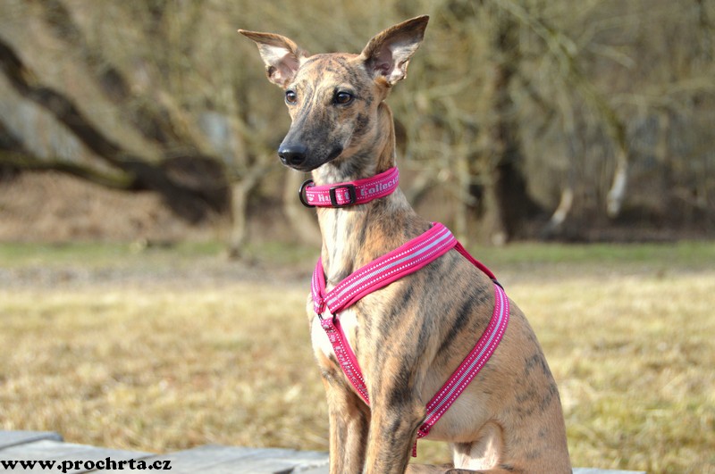 Náhled  Postroj neoprenový ergonomický V 50 cm M