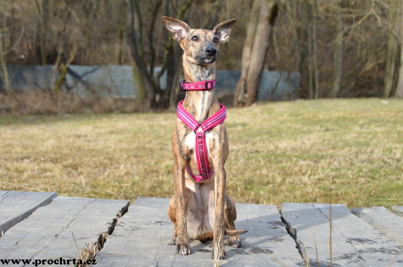 Náhled  Postroj neoprenový ergonomický V 50 cm M