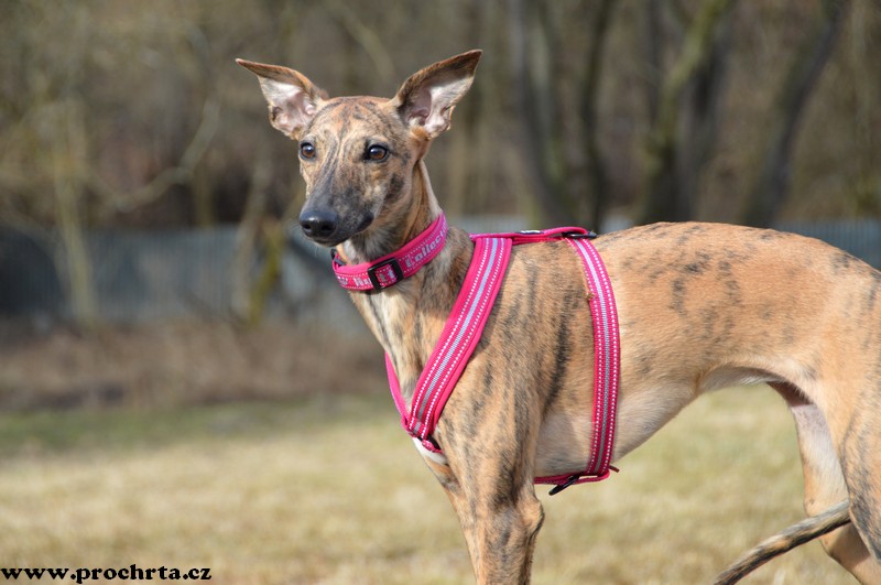 Náhled  Postroj neoprenový ergonomický V 50 cm M