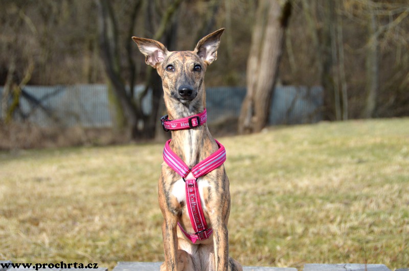 Náhled  Postroj neoprenový ergonomický V 60 cm L