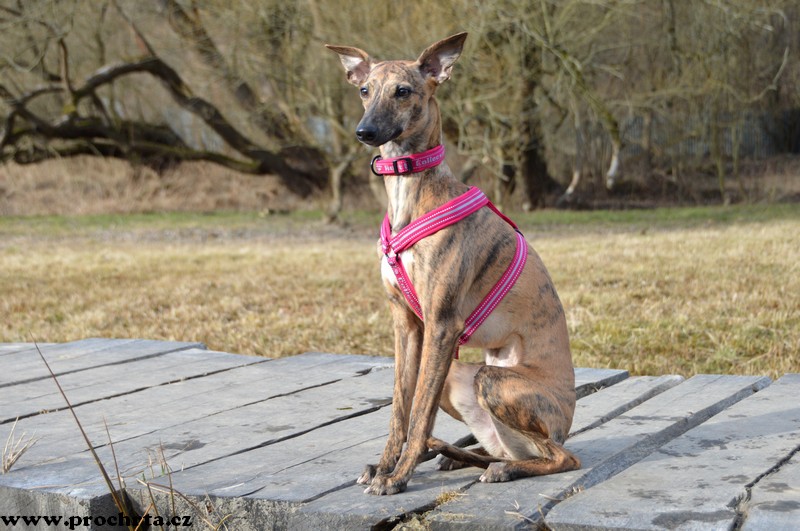 Náhled  Postroj neoprenový ergonomický V 100 cm XXL