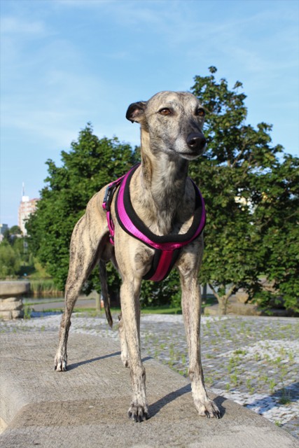 Náhled  Postroj podšitý XCELL 20 - 30cm XXS