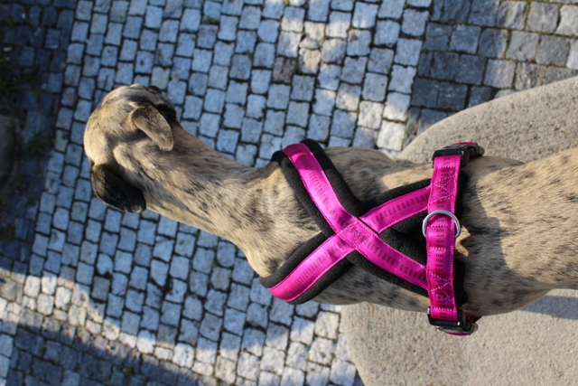 Náhled  Postroj podšitý XCELL 40 - 60 cm M