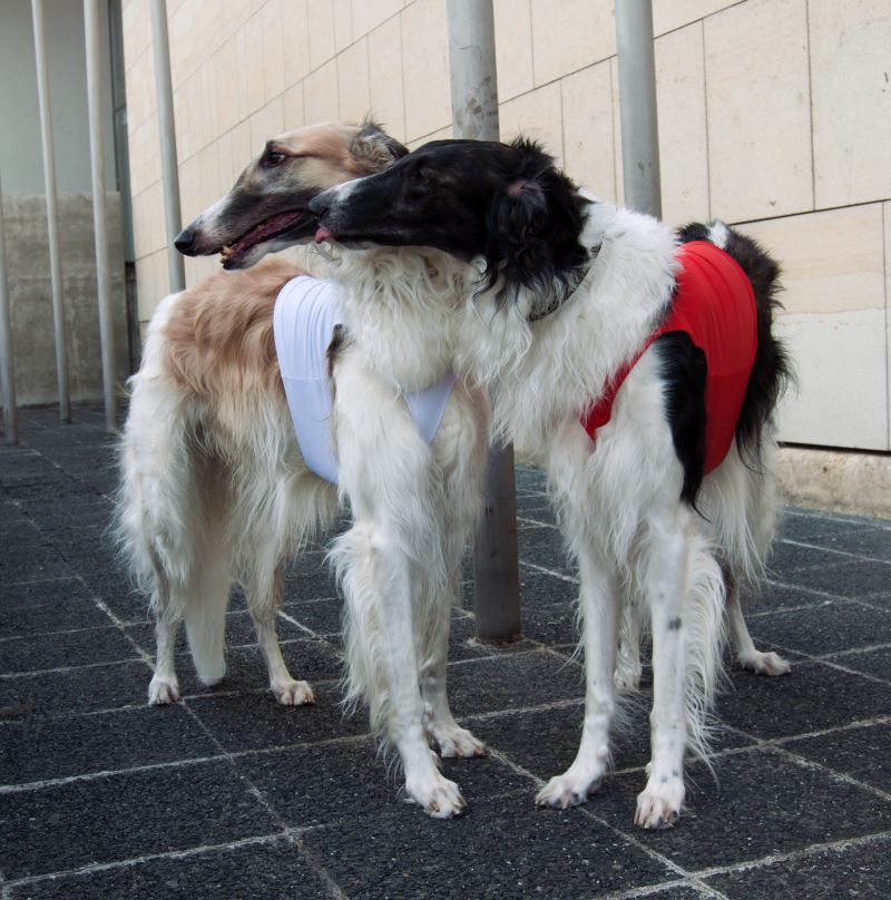 Náhled  Coursingový set závodních deček SUPREME BÍLÁ + ČERVENÁ XS