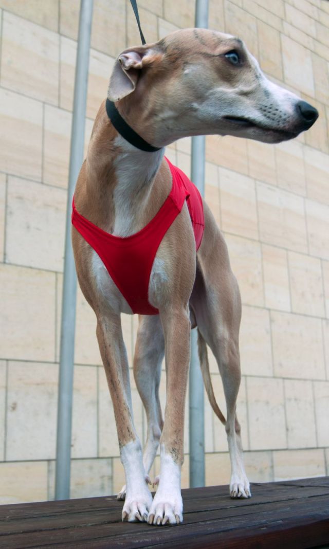 Náhled  Coursingový set závodních deček SUPREME BÍLÁ + ČERVENÁ XS