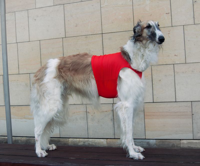 Náhled  Coursingový set závodních deček SUPREME BÍLÁ + ČERVENÁ S3