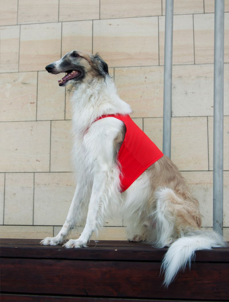 Náhled  Coursingový set závodních deček SUPREME BÍLÁ + ČERVENÁ M1