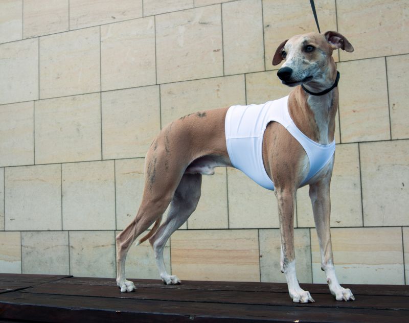 Náhled  Coursingový set závodních deček SUPREME BÍLÁ + ČERVENÁ M2