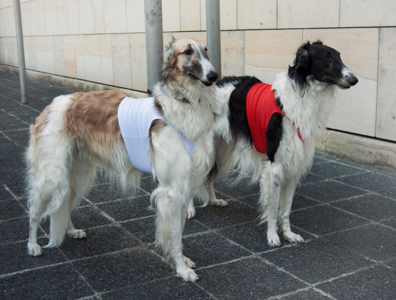 Náhled  Coursingový set závodních deček SUPREME BÍLÁ + ČERVENÁ L2