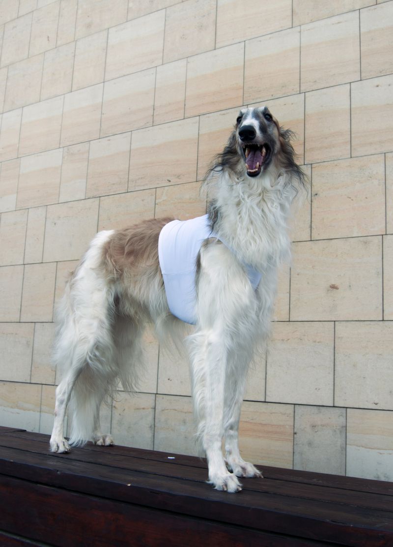 Náhled  Coursingový set závodních deček SUPREME BÍLÁ + ČERVENÁ XL