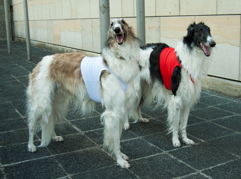 Náhled  Coursingová dečka SUPREME XS - S3