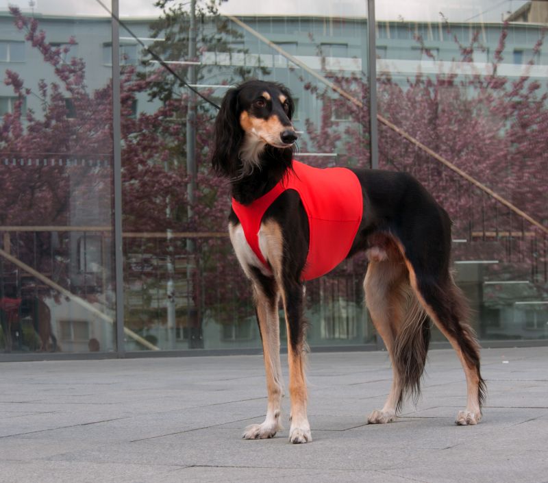 Náhled  Coursingová dečka SUPREME XL