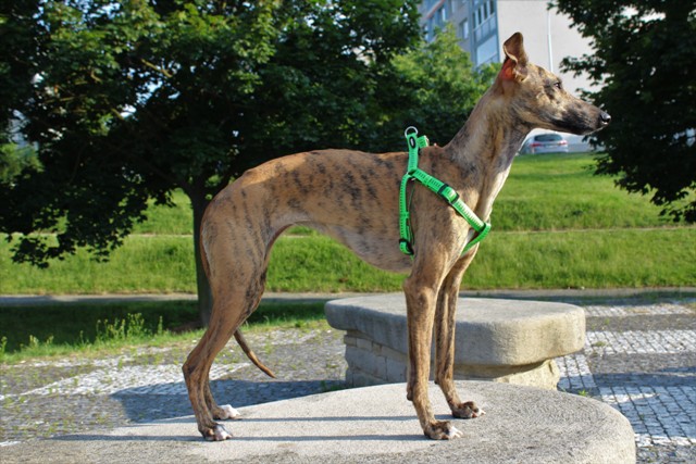 Náhled  Postroj LIGHT M