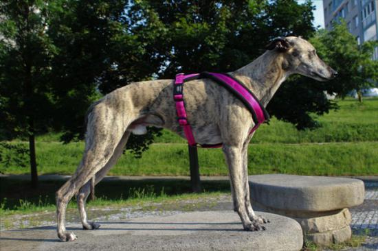 Náhled  Postroj podšitý XCELL 50 - 80 cm XL