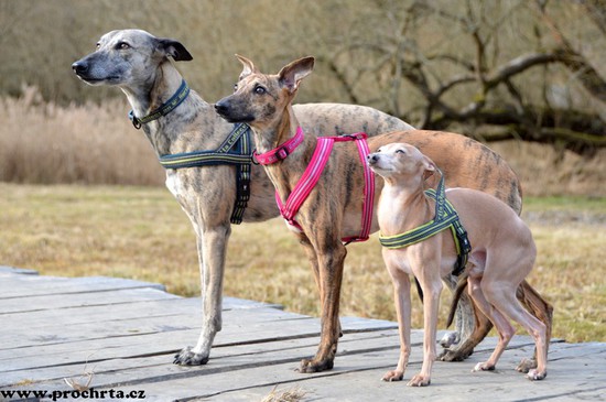 Náhled  Postroj neoprenový norský SPORT 80 cm L