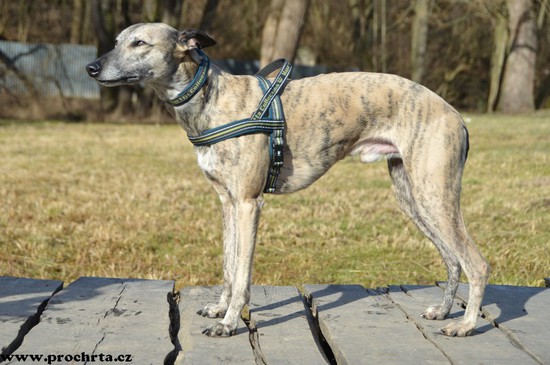 Náhled  Postroj neoprenový norský SPORT 80 cm L