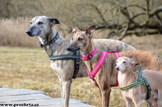 Náhled  Postroj neoprenový norský SPORT 90 cm L