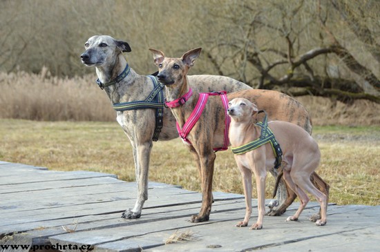 Náhled  Postroj neoprenový norský SPORT 90 cm L