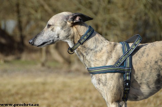 Náhled  Postroj neoprenový norský SPORT 90 cm L