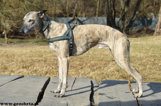 Náhled  Postroj neoprenový norský SPORT 90 cm L