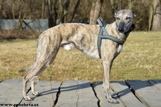 Náhled  Postroj neoprenový norský SPORT 90 cm L