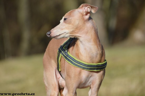 Náhled  Postroj neoprenový norský SPORT 100 cm XL