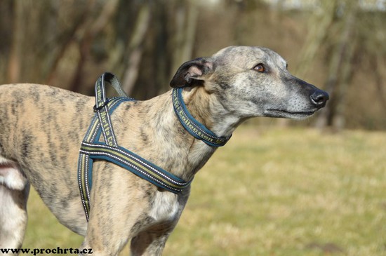 Náhled  Postroj neoprenový norský SPORT 100 cm XL