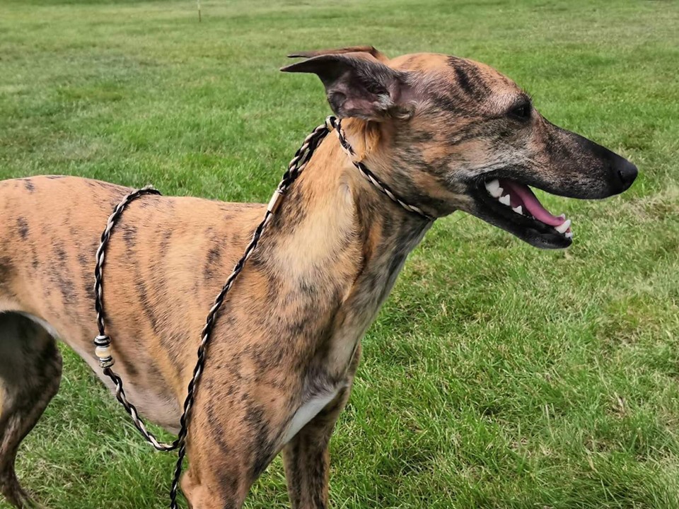 Náhled ProChrta.cz Výstavní vodítko Mystery Duo