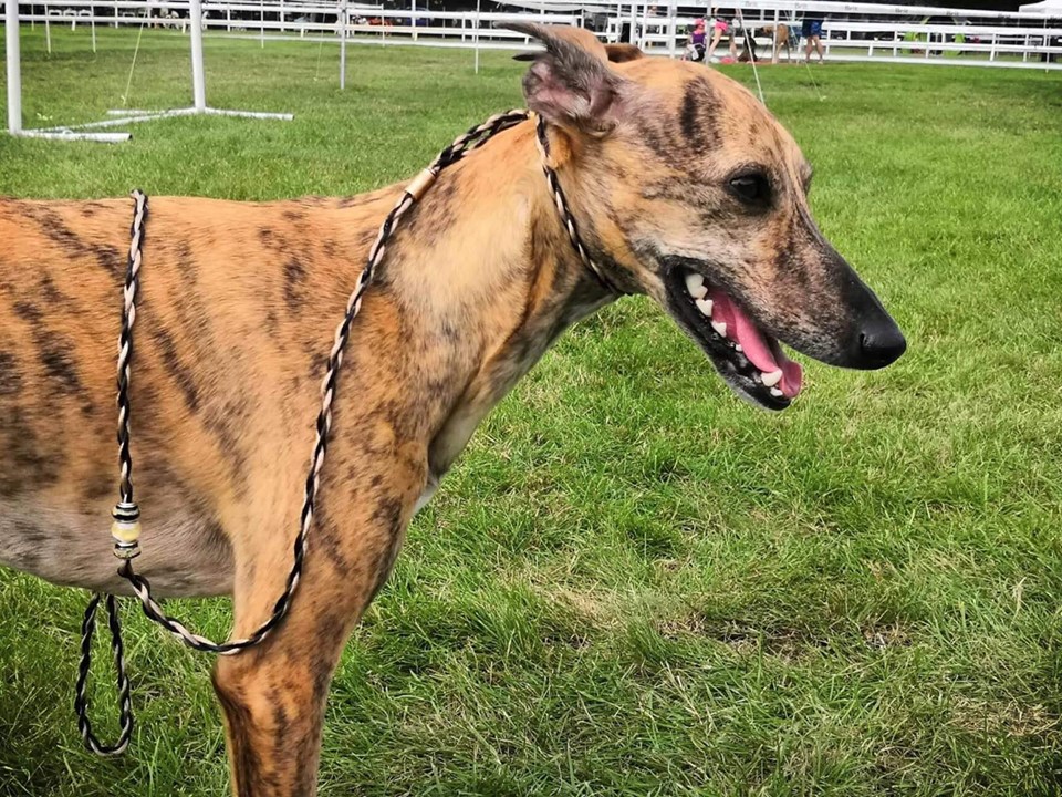 Náhled ProChrta.cz Výstavní vodítko Mystery Duo