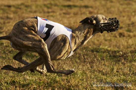 Náhled  Košík na dostihy a coursing