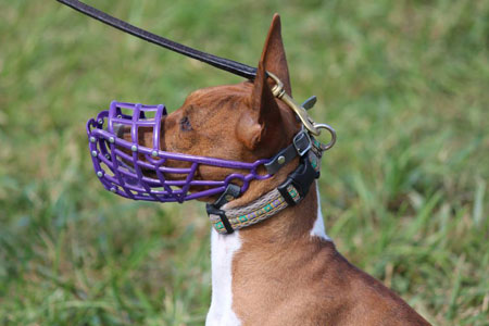 Náhled  Košík na dostihy a coursing