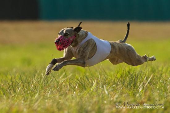 Náhled  Košík na dostihy a coursing