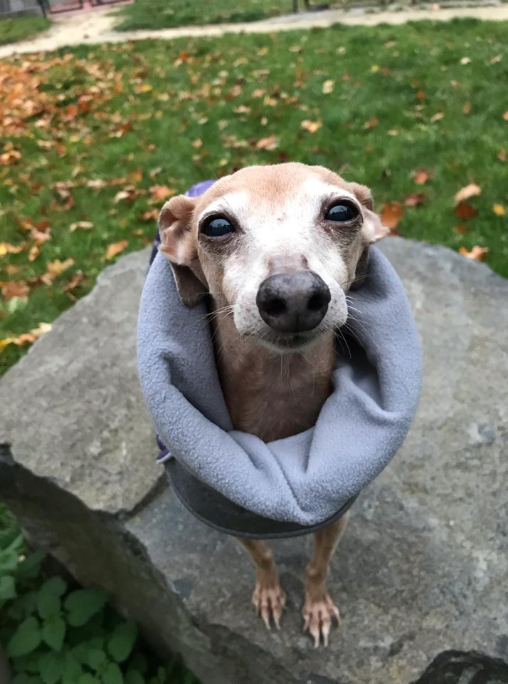 Náhled ProChrta.cz Bunda zimní softshell KISS by BLUE HOUND 38 cm