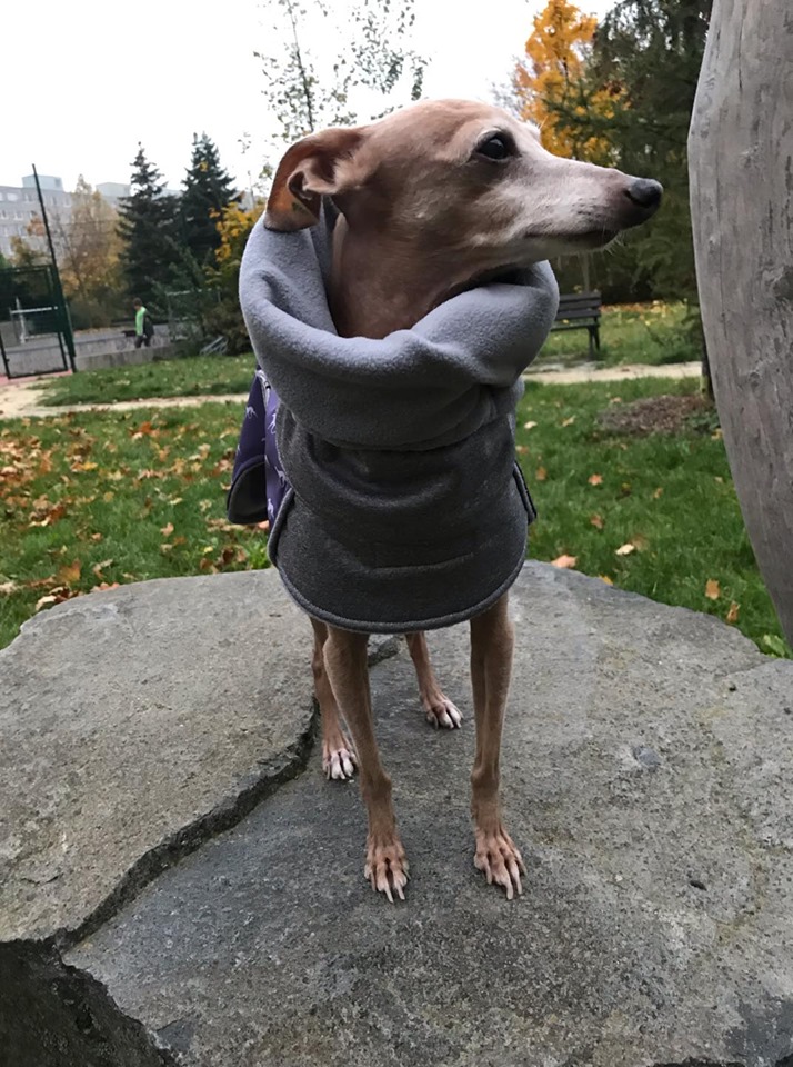 Náhled ProChrta.cz Bunda zimní softshell KISS by BLUE HOUND 45 cm