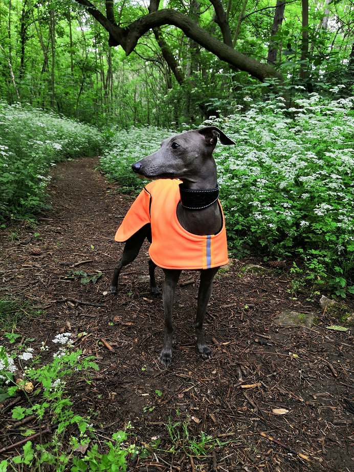 Náhled ProChrta.cz Softshellová bunda NEON DAZZLE 45 cm