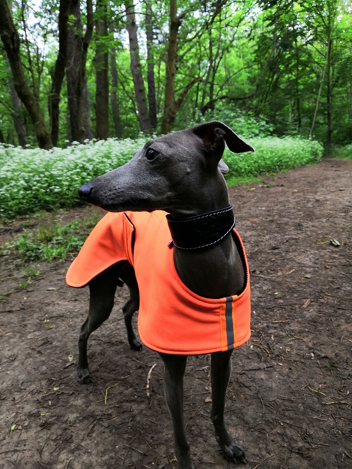 Náhled ProChrta.cz Softshellová bunda NEON DAZZLE 50 cm