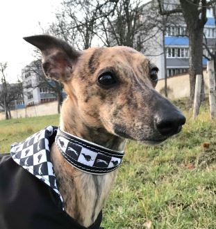 Náhled ProChrta.cz Softshellový kabátek Black & White 40 cm