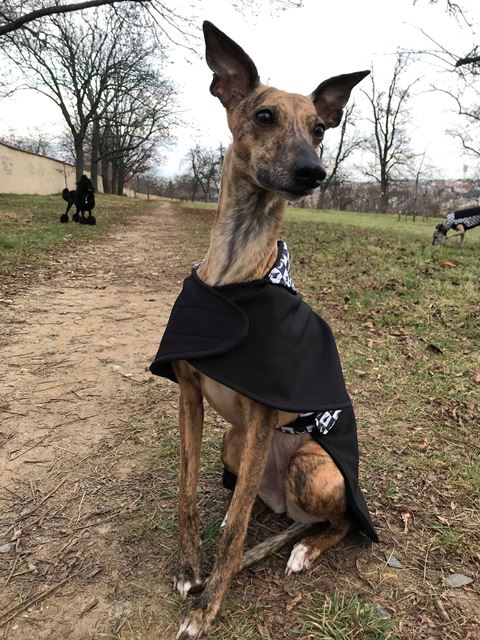 Náhled ProChrta.cz Softshellový kabátek Black & White 40 cm