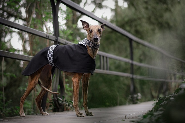 Náhled ProChrta.cz Softshellový kabátek Black & White 38 cm