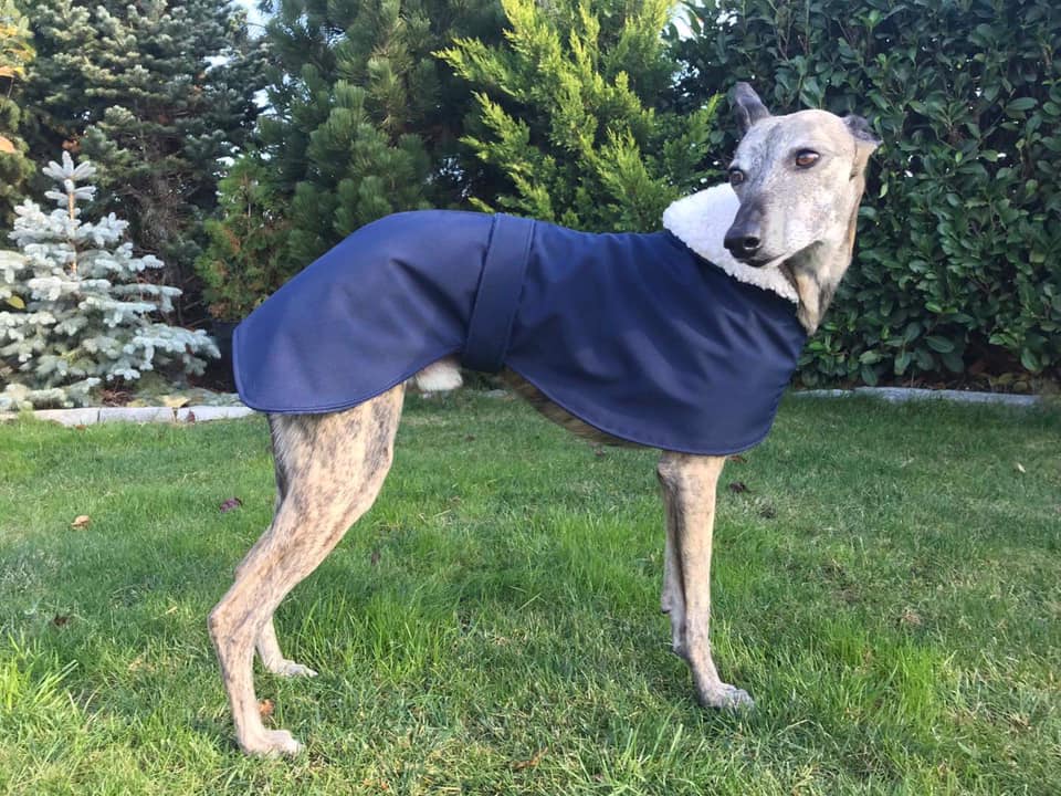 Náhled ProChrta.cz Anglický kabátek British SHERPA 50 cm