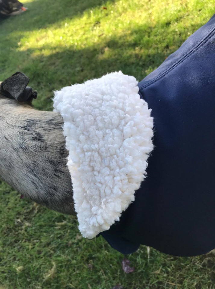 Náhled ProChrta.cz Anglický kabátek British SHERPA 65 cm