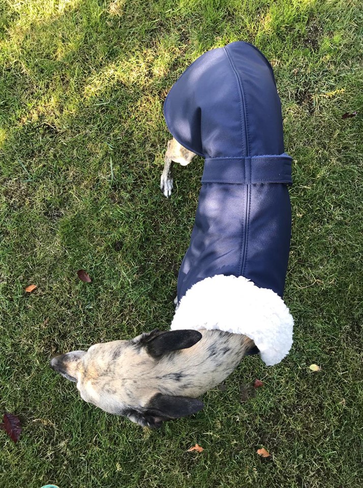 Náhled ProChrta.cz Anglický kabátek British SHERPA 65 cm