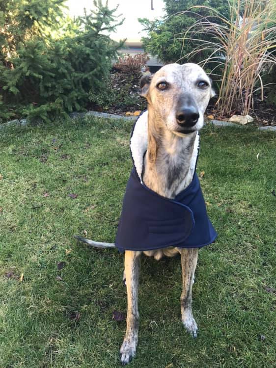 Náhled ProChrta.cz Anglický kabátek British SHERPA 55 cm