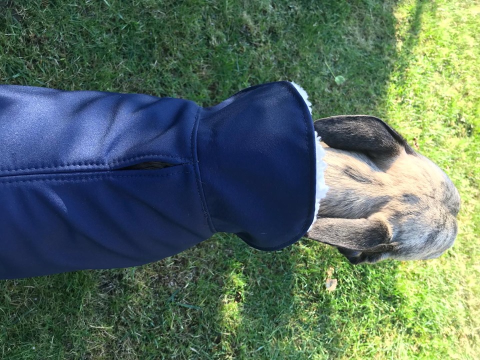 Náhled ProChrta.cz Anglický kabátek British SHERPA 55 cm