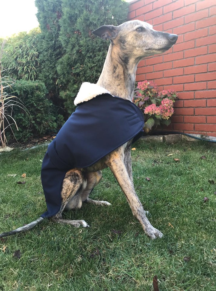 Náhled ProChrta.cz Anglický kabátek British SHERPA 38 cm