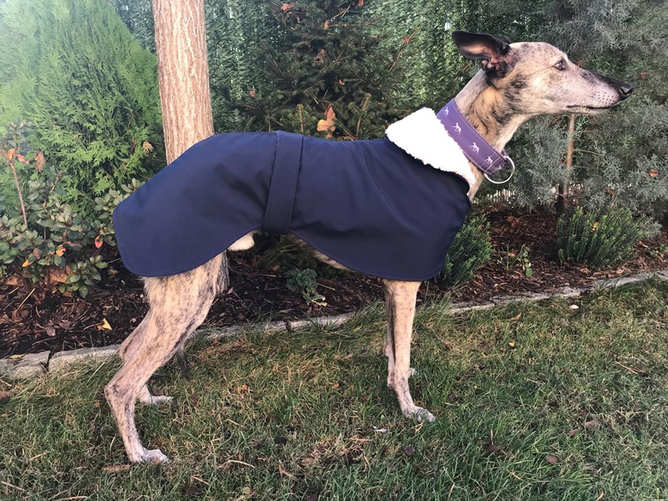 Náhled ProChrta.cz Anglický kabátek British SHERPA 38 cm