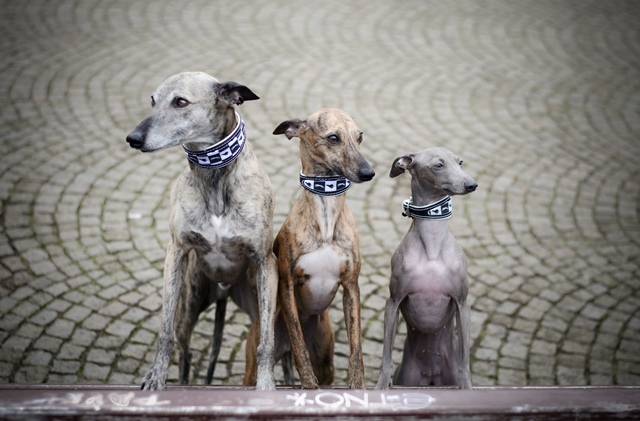 Náhled ProChrta.cz Kožený obojek SIMPLY Black and White